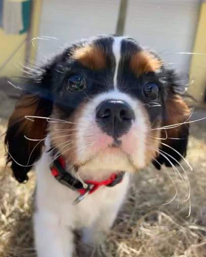 A cavalier spaniel puppy walking towards the camera