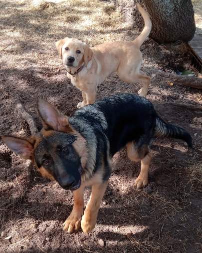 A yellow lab and german shepherd puppy looking confused at the camera