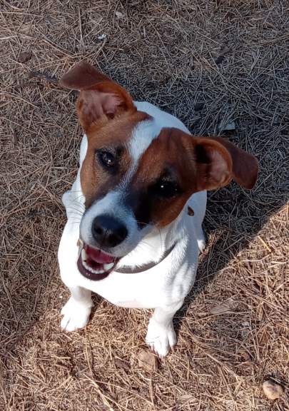 A jack russel sitting down smiling at the camera