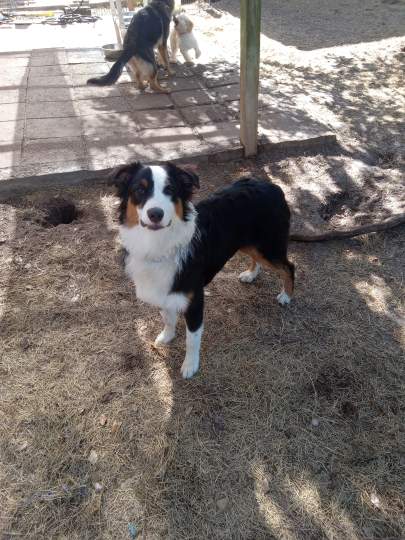 An australian shepherd standing by the patio