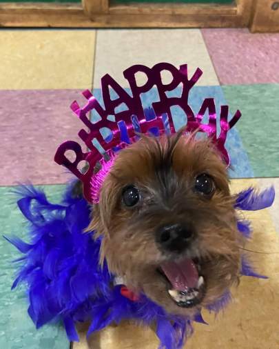 A yorkie wearing a happy birthday headband and a feather boa