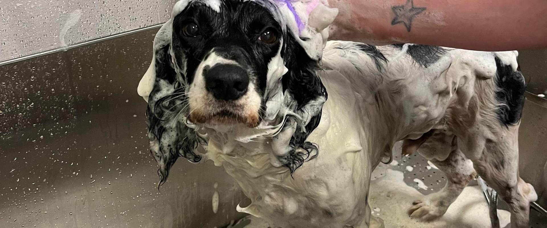 A Springer Spaniel getting bathed in a tub
