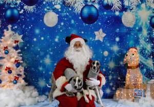 Doggie Photos with Santa