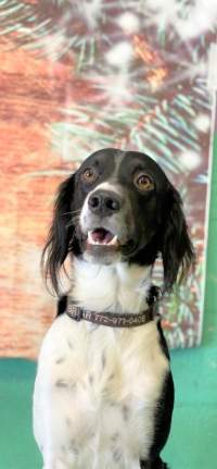 Briar Cornell, a brittany/english setting mix, sitting nicely making a cute face