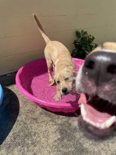 A yellow lab puppy making a funny face in the water