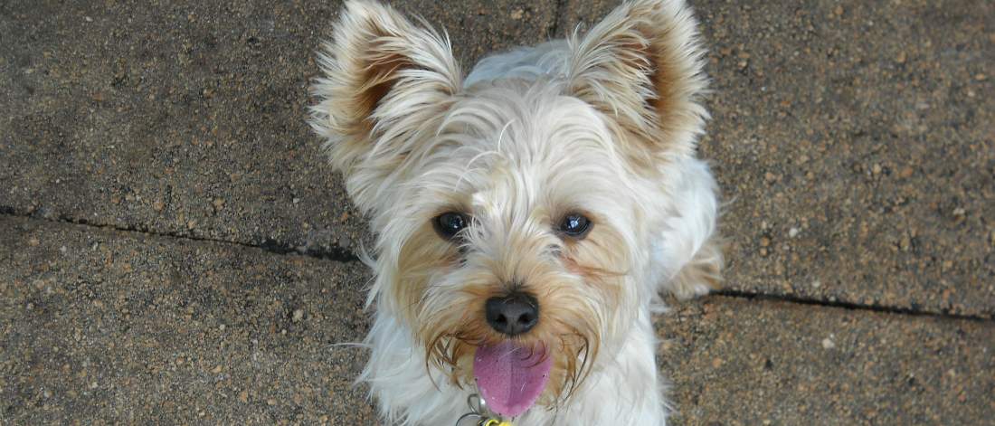 Blond Yorkie sitting on a brick patio looking up at the camera