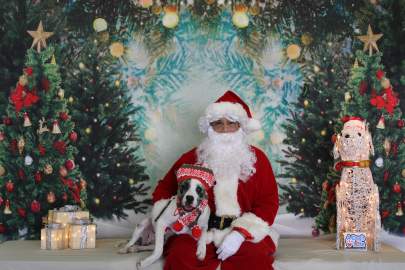 A catahoula mix posing with Santa