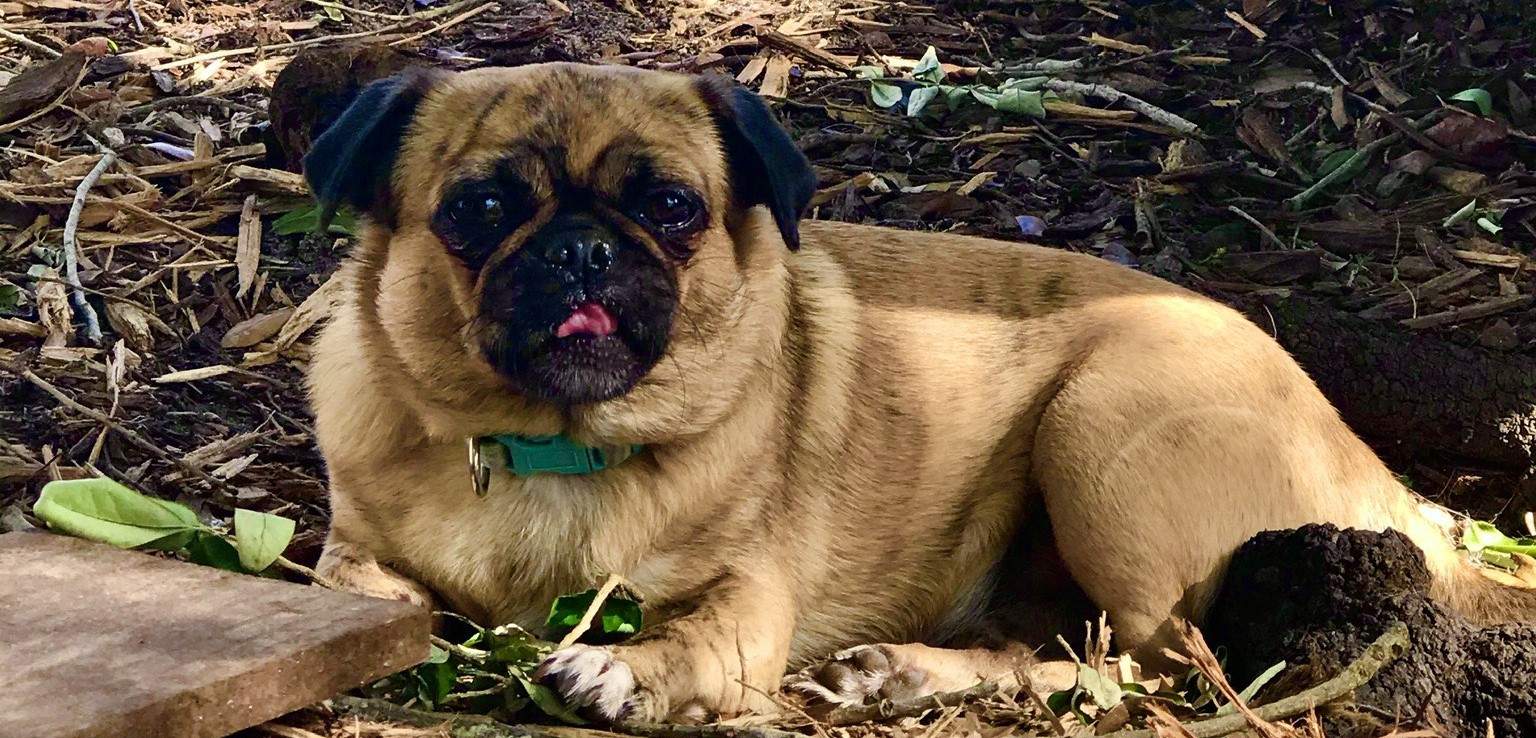 A pug laying in mulch