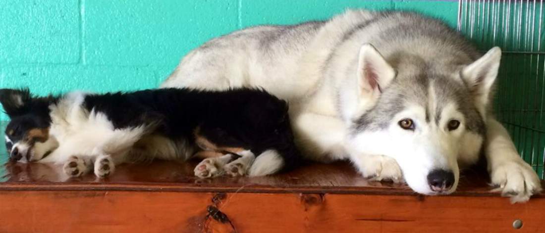 Tri-black sheltie lying next to a large grey and white husky atop a platform