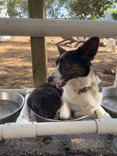 A corgi laying in the water bowls