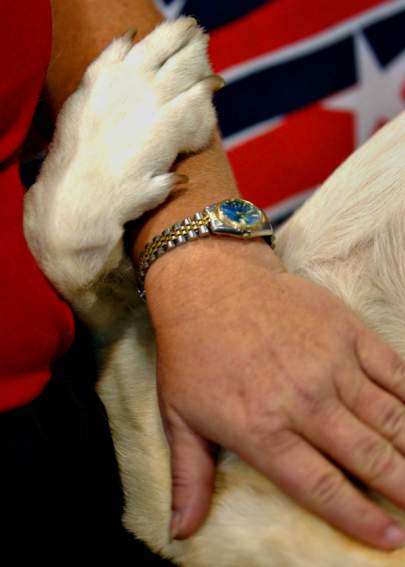 Loving photo of Yellow lab, Jenny’s paw resting on the wrist of her owner