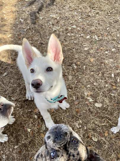 A shepherd puppy looking up at the camera