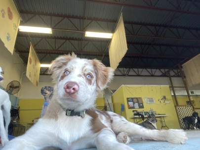 an aussie puppy laying down