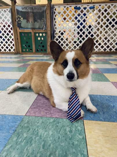 A very dapper corgi dressed in a tie