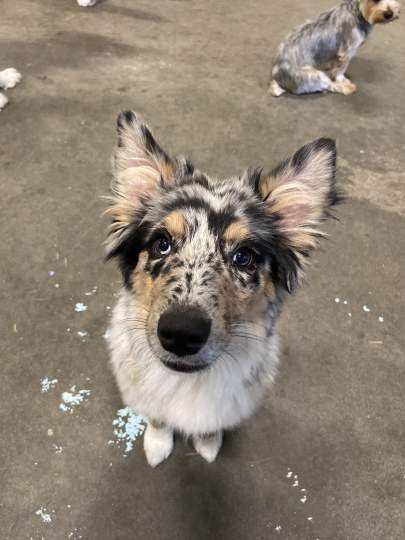 An aussie puppy sitting and looking at the camera