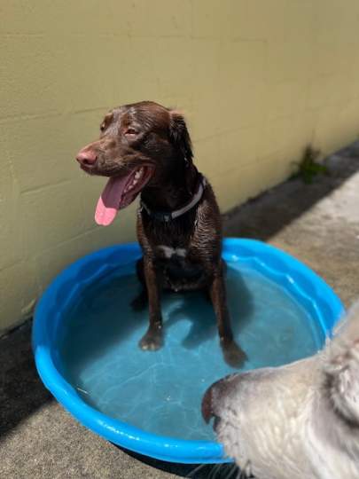 A spaniel mix smiling in the pool