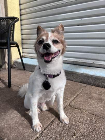 A papillon sitting on the patio