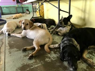 A cluster of a bunch of dogs napping under a table