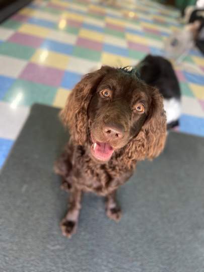 A boykin spaniel sitting very nicely