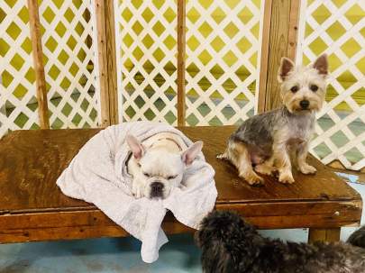 A frenchie sleeping, wrapped up in a blanket with another small dog next to her