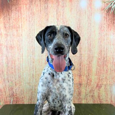 A GSP posing for his ornament photo