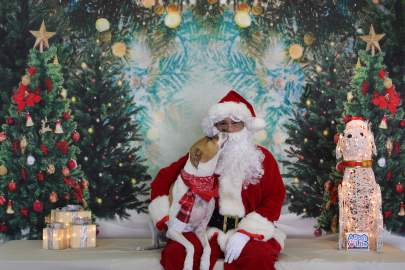 A large white dog posing with Santa