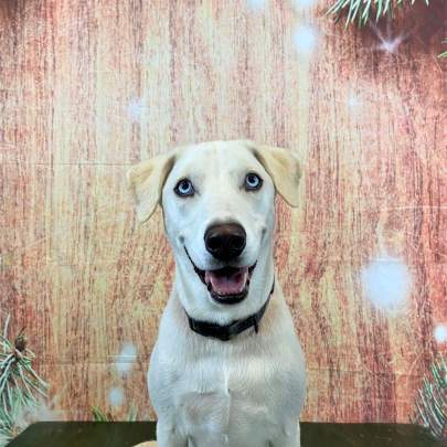 A husky mix posing for his ornament photo