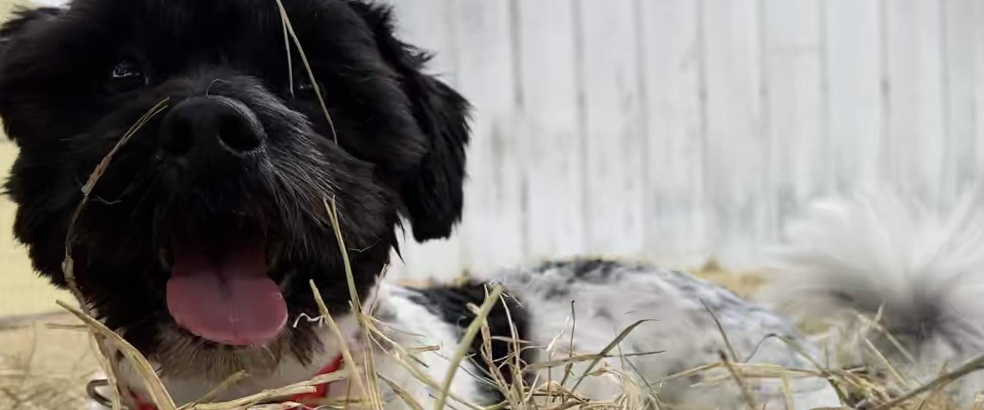 A small black and white dog laying in the hay