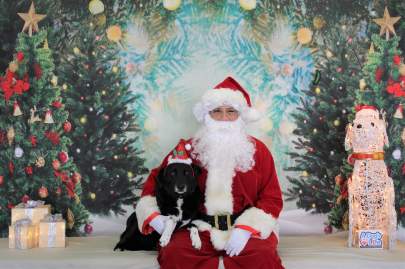 A lab mix posing with Santa