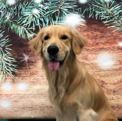 A golden retriever posing for her ornament photo