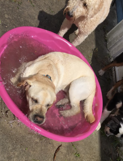 A yellow lab trying to scuba dive in a pool