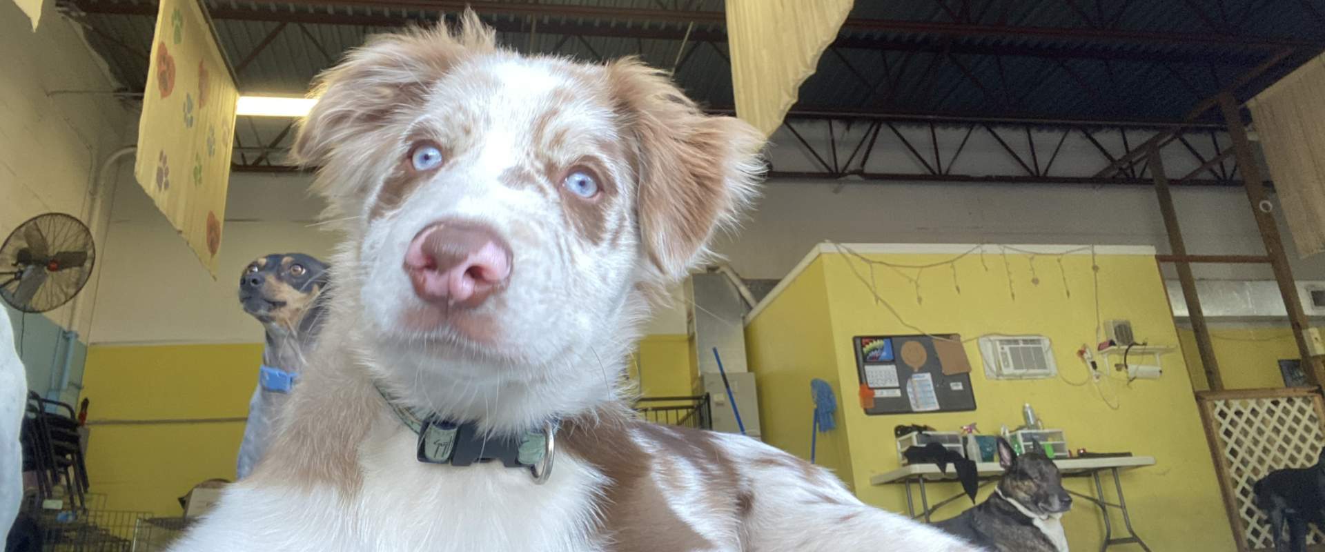 An aussie puppy laying down inside