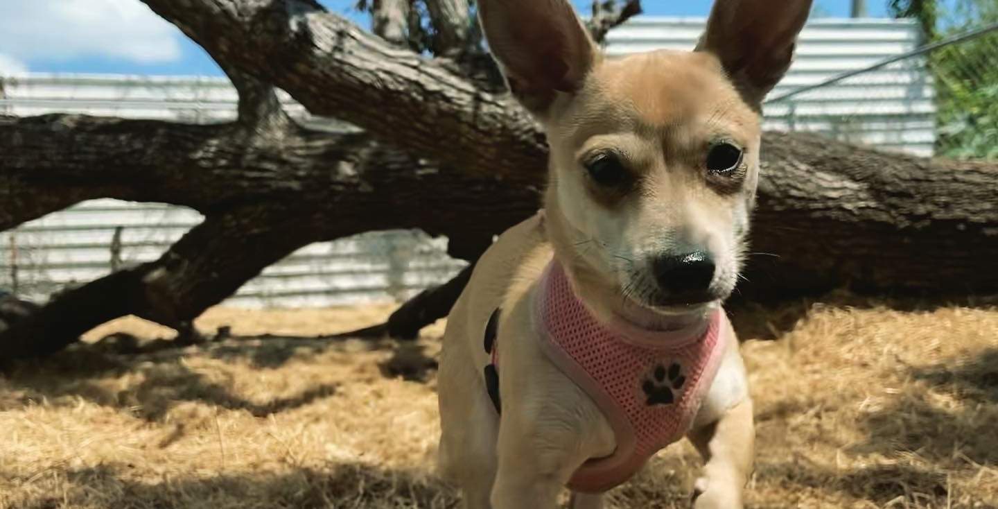 A small tan dog walking towards the camera