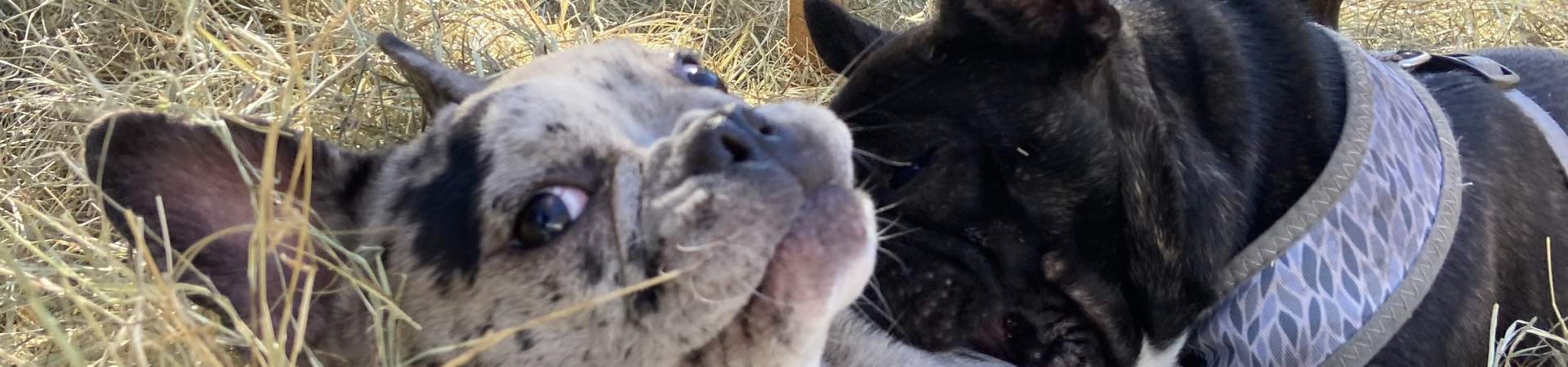 Two frenchies playing in the hay