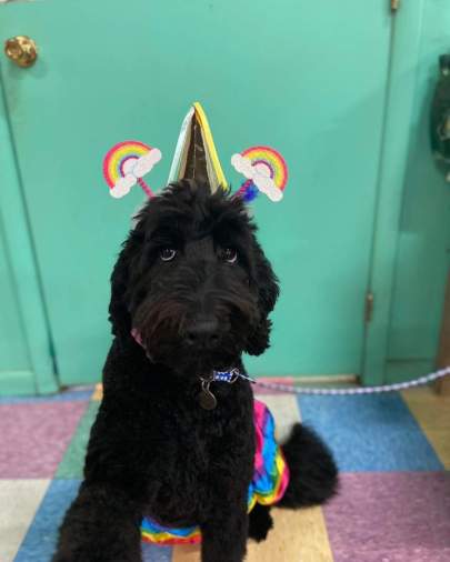 A doodle wearing a unicorn headband and a rainbow skirt