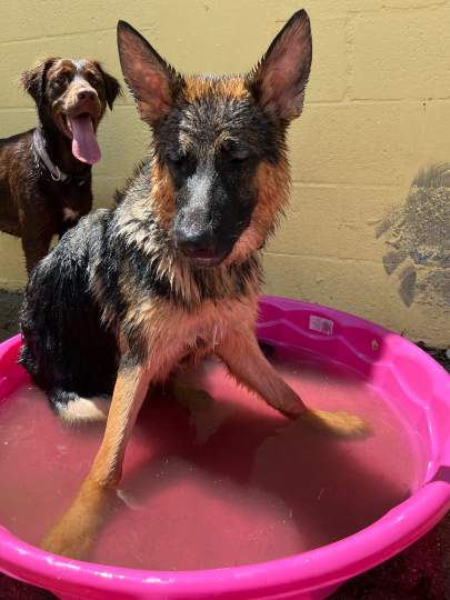 A german shepherd puppy doing the splits in the pool