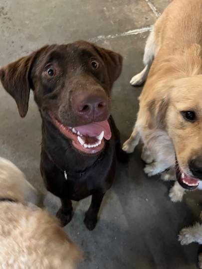 A chocolate lab making a very silly face