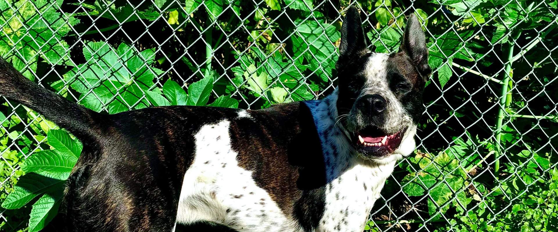 A cattle dog standing in the sun