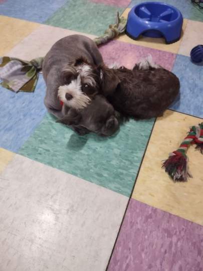 A frenchie and mini schnauzer cuddling together