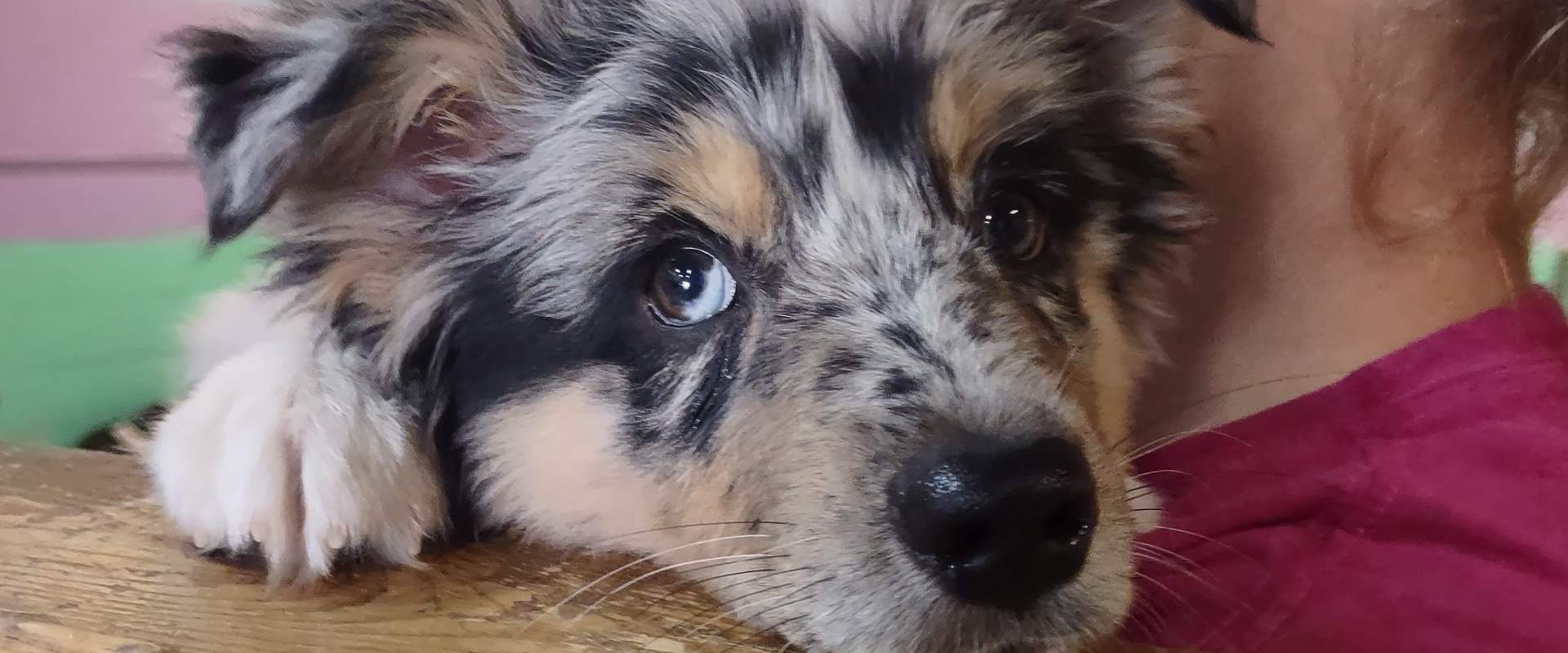 An australian shepherd puppy resting its head on a wooden slab