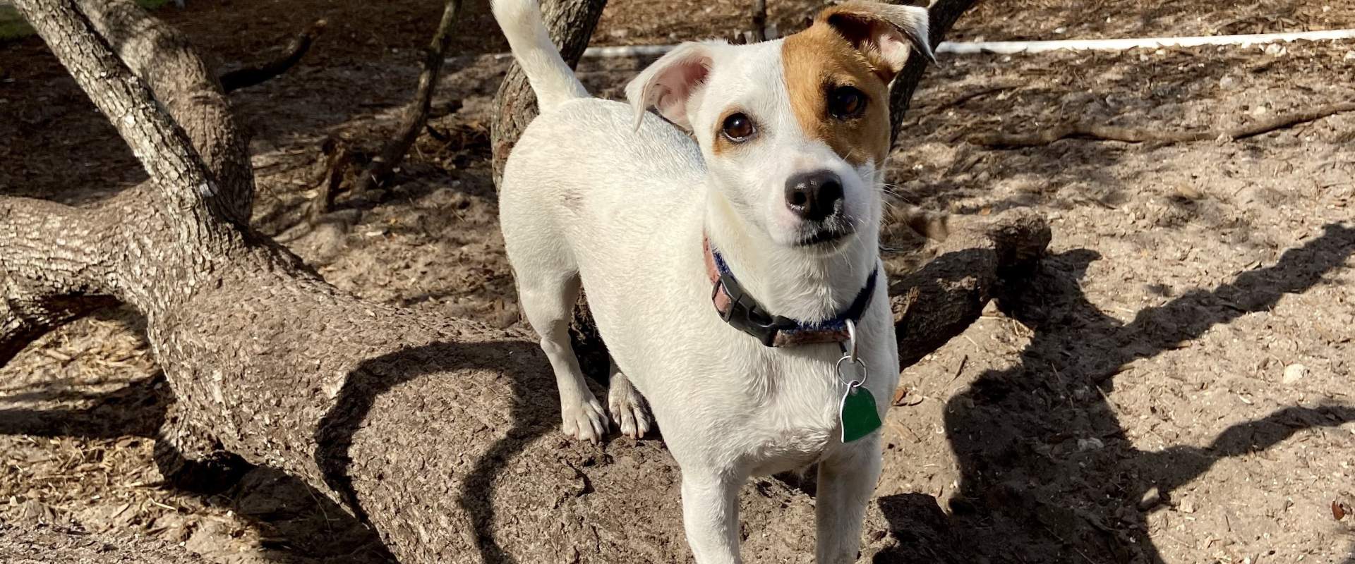 A jack russell standing on a tree