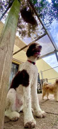 A doodle sitting on the patio from a low camera angle